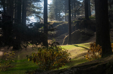 morning in the forest