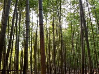 bamboo forest