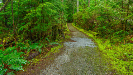 Ferns and mosses glistening green during light rain on a forest trail in early Spring.