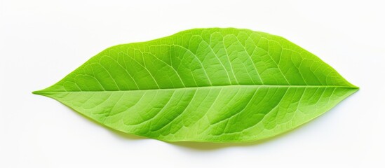 Fototapeta premium Macro photography of a green leaf, showcasing the intricate details of a terrestrial plant. This herbaceous perennial plant is captured in a close up shot against a white background