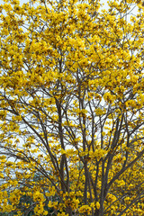 Yellow flowers bloomed all over the tree in spring time on sky background, full frame of  yellow flowers, vertical image