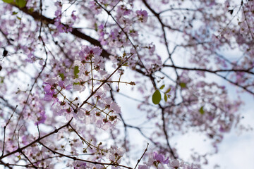 Purple flowers bloomed all over the tree in spring time on sky background, selective focus