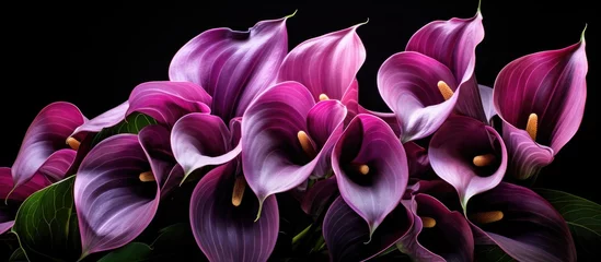 Keuken spatwand met foto A beautiful closeup image of violet and magenta flowers on a black background, showcasing the vibrant colors of a terrestrial plant in full bloom © TheWaterMeloonProjec