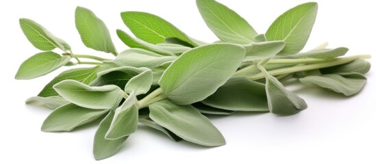 A collection of fresh green sage leaves, a popular herb used as an ingredient in various cuisines, displayed on a white background