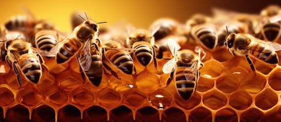 Closeup of arthropod bees on a honeycomb, showcasing their role as pollinators in the beehive. The ambercolored insects demonstrate a symmetrical pattern within the terrestrial animal world - obrazy, fototapety, plakaty