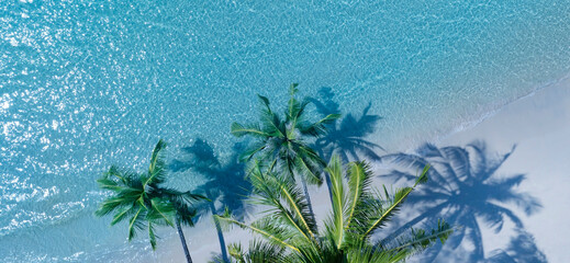 Summer palm tree and Tropical beach with blue of seashore background