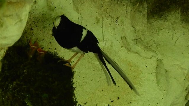 White-crowned forktail feeding its baby on the nest