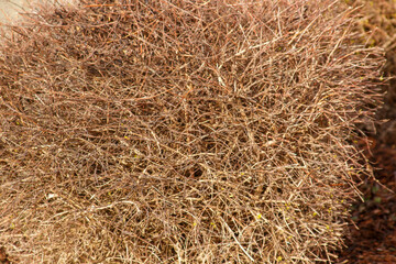 Dried bush close up