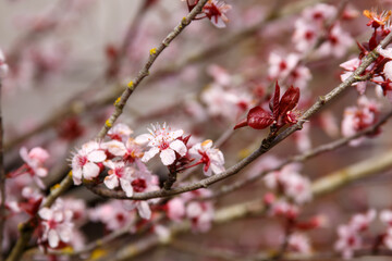 pink cherry blossom
