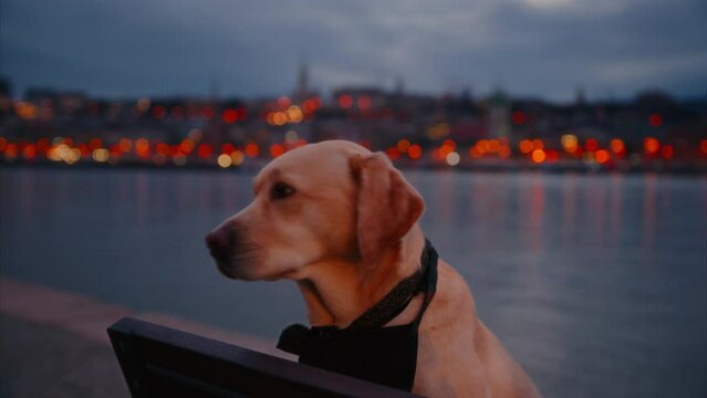 Labrador puppy sitting by the Danube river in the evening. A tourist dog sits on a bench, enjoying the beautiful view of the city outdoors. Budapest riverside city lights after sunset. Cinematic shot