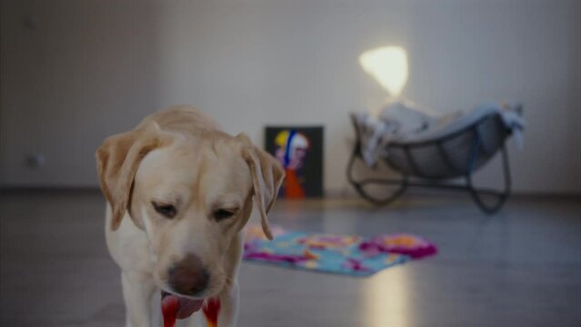 Labrador puppy picks up her toy then walks toward the camera, dropping it to invite her owner to play with her. Playful dog wagging her tail. Cute Labrador retriever plays at home with toys.