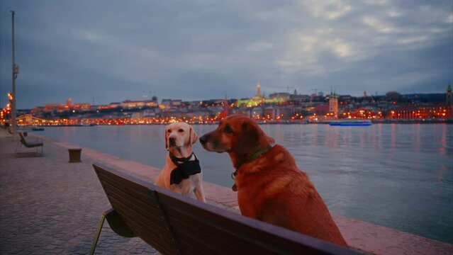 Cute dogs sitting by the river on a bench and observing their surroundings. Danube riverside view after sunset with lights aglow. Raqpart, Budapest, Hungary, blue hour, evening, cityscape, Buda Castle