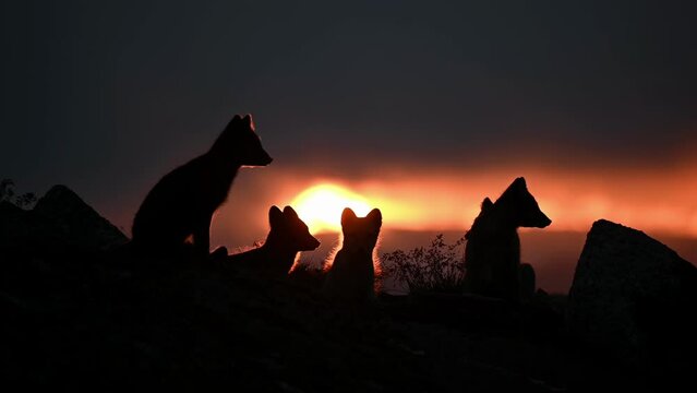 Arctic Fox family resting in front of silhouetted brilliant sunset, handheld slow motion