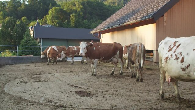 Full shot of Simmental cows in Austria, cattle breeding, static view, day