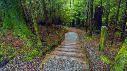 Wooden and gravel stairs leading down to Woodhaven Swamp forest loop trail in Belcarra Regional Park, BC.
