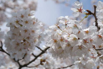 Fullbloom cherry blossom 80-100% (close up macro) / 八分咲きのソメイヨシノ，クローズアップ接写，マクロ撮影