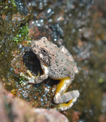 frog on a stone