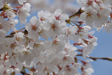 Fullbloom cherry blossom 80-100% (close up macro) / 八分咲きのソメイヨシノ，クローズアップ接写，マクロ撮影
