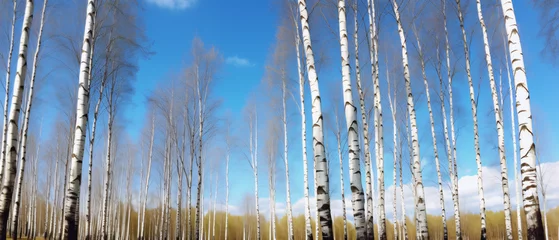 Foto op Plexiglas birch grove in early spring against the blue sky © Mishi