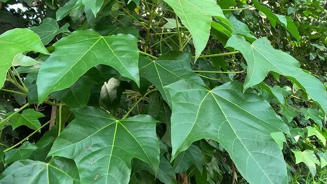 Firmiana simplex (Chinese parasol tree, Chinese parasoltree, wutong). This plant is self-fertile, and its seeds spread readily, especially along watercourses