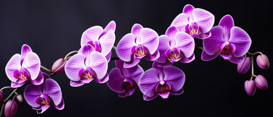 Fototapeta na wymiar Blooming purple orchid ..