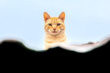 Gato anaranjado sobre el tejado. 