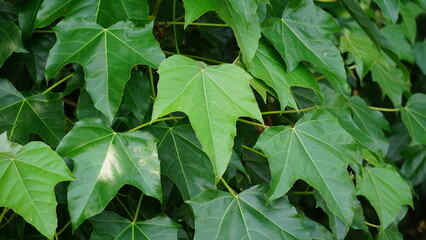 Firmiana simplex (Chinese parasol tree, Chinese parasoltree, wutong). This plant is self-fertile, and its seeds spread readily, especially along watercourses
