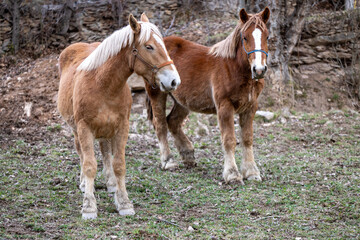 La gracia y la serenidad de un caballo blanco deleitándose con su comida. Vive la armonía natural...