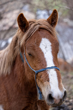 La gracia y la serenidad de un caballo blanco deleit&aacute;ndose con su comida. Vive la armon&iacute;a natural y experimenta la paz que solo estos magn&iacute;ficos animales pueden transmitir.