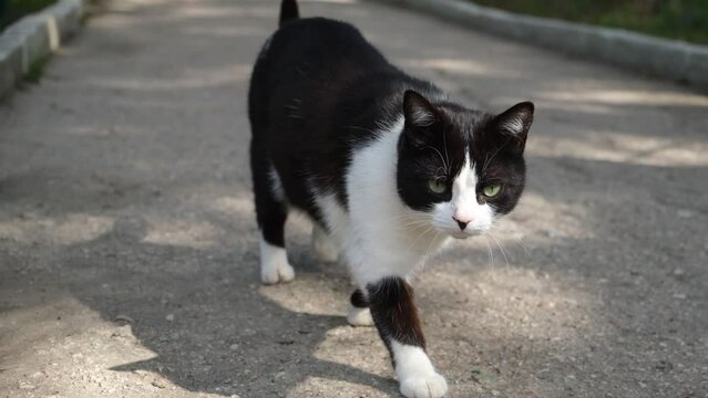 A black and white cat walks in the park. Walking along the footpath. A free independent street cat. The cat walks by itself. A little kitten walks towards the camera and looks into it. Funny moment