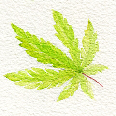 Green cannabis indica leaf painted in watercolor. Hand drawn marijuana illustration isolated on white watercolor paper - 756944826