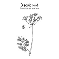 Bigseed lomatium, or biscuit root (Lomatium macrocarpum), edible and medicinal plant - obrazy, fototapety, plakaty