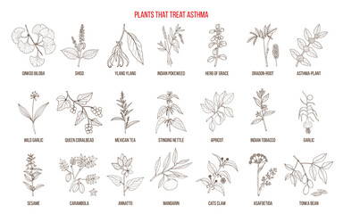 Best plants for asthma treatment.