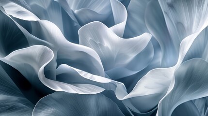 Abstract composition of white curving calla lilies. Artistic floral photography with a dynamic flow on a blue background