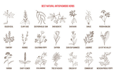Fototapeta na wymiar Best natural antispasmodic herbs. Medicinal plants collection. Hand drawn botanical vector illustration