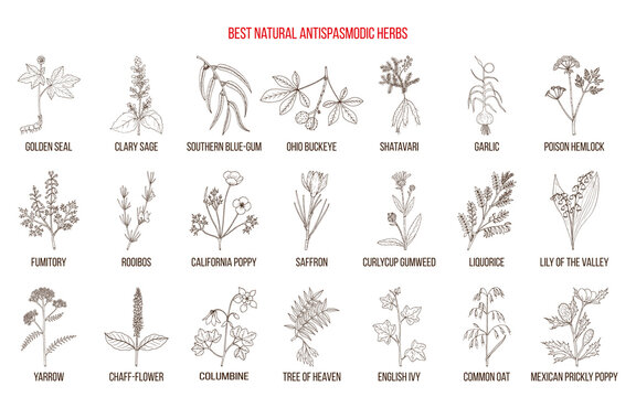 Best natural antispasmodic herbs. Medicinal plants collection. Hand drawn botanical vector illustration