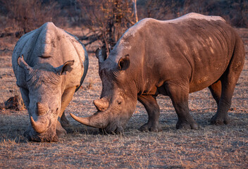 Two white Rhino grazing in golden dawn light at Ongava Reserve Namibia © 54-Eleven Photos