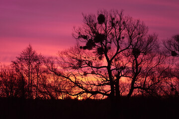 Crimson dawn with silhouettes of trees.