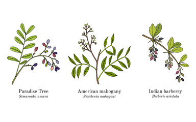 Collection of edible and medicinal plants