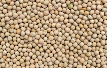 Dry Pea Seeds Background with Copy Space in Horizontal Orientation