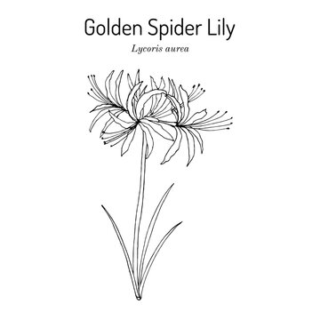 Golden Spider Lily (Lycoris aurea), ornamental and medicinal plant.