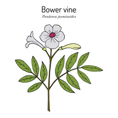 Bower vine (Pandorea jasminoides), ornamental plant