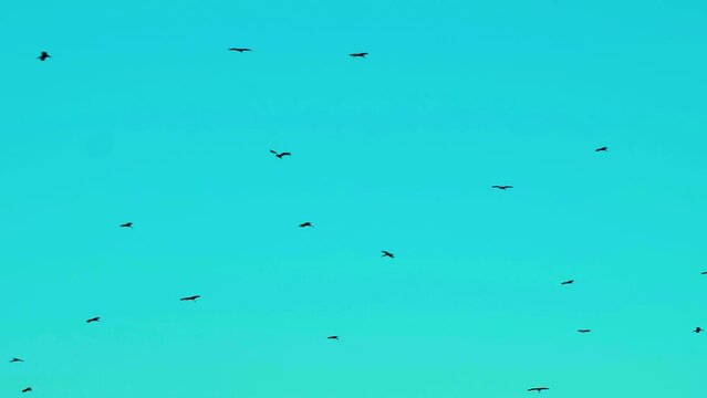 Flock of birds flying against a clear blue sky, conveying a sense of freedom