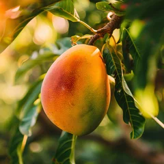 Fotobehang Ripe mango on a sunny orchard, showcasing its lush, vibrant colors and juicy appeal © Jari.art