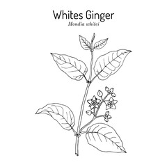 Whites Ginger (Mondia whitei), edible and medicinal plant. Hand drawn vector illustration