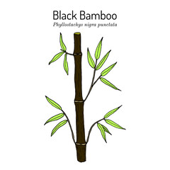 Black Bamboo (Phyllostachys nigra punctata), ornamental and medicinal plant. Hand drawn vector illustration