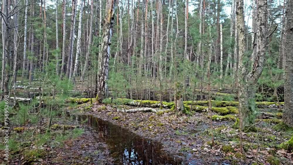 Poster a flooded forest with a stream running through it. the water is with reflection, murky and the trees
