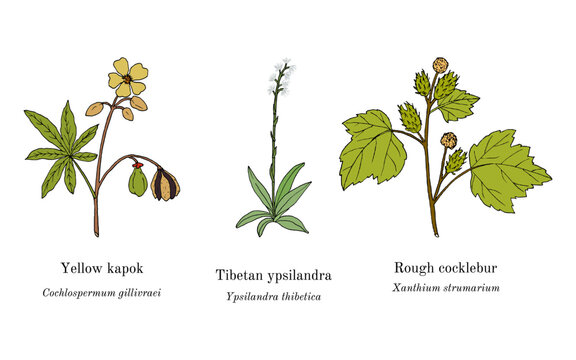 Collection of edible and medicinal plants