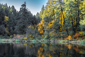 Mixed autumn forest on the shore of a wild forest pond with a mirror surface - obrazy, fototapety, plakaty