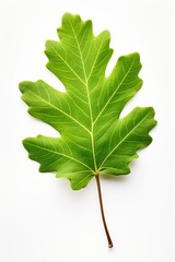 Green oak leaf isolated on white background.